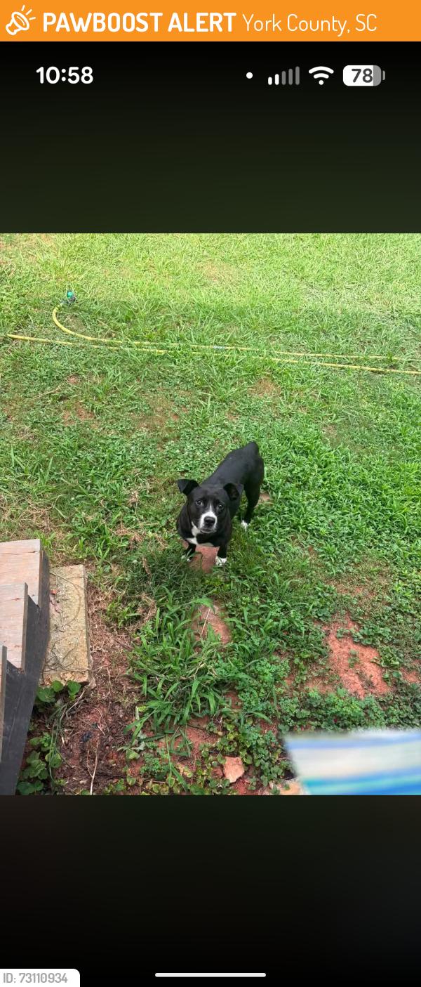 Found/Stray Female Dog last seen Woodmere ln and Woodridge rd, York County, SC 29710