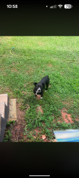 Found/Stray Female Dog last seen Woodmere ln and Woodridge rd, York County, SC 29710