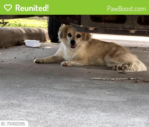 Reunited Female Dog last seen West Belford and Spanish Grant 77498, Houston, TX 77035