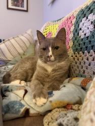 Reunited Male Cat last seen Near E Hagert St, Philadelphia, PA 19125, USA, Philadelphia, PA 19125