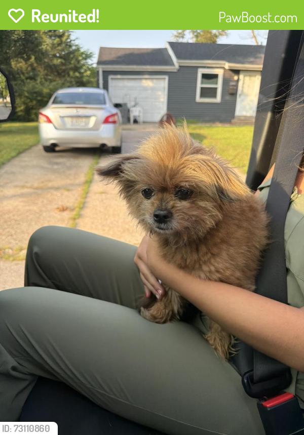 Reunited Female Dog last seen O’fallon fire department station 1, O'Fallon, MO 63366