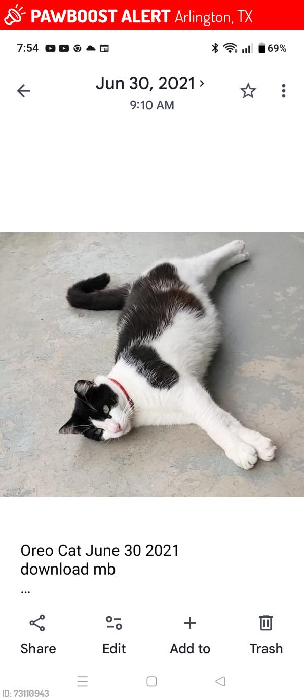 Lost Male Cat last seen N Elm St one block N of.Division St, Arlington, TX 76011