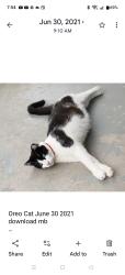 Lost Male Cat last seen N Elm St one block N of.Division St, Arlington, TX 76011