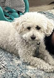 Reunited Male Dog last seen 87th Ave & Glendale, Glendale, AZ 85305