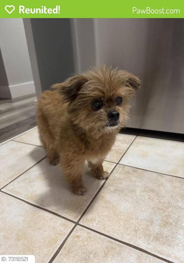 Reunited Unknown Dog last seen Patsy Ln and bittersweet, O'Fallon, MO 63366