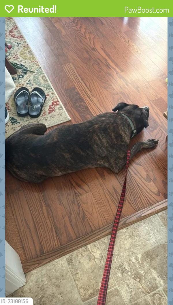 Reunited Male Dog last seen Springwood Church Rd. and Tyndall Dr., Burlington, NC 27215