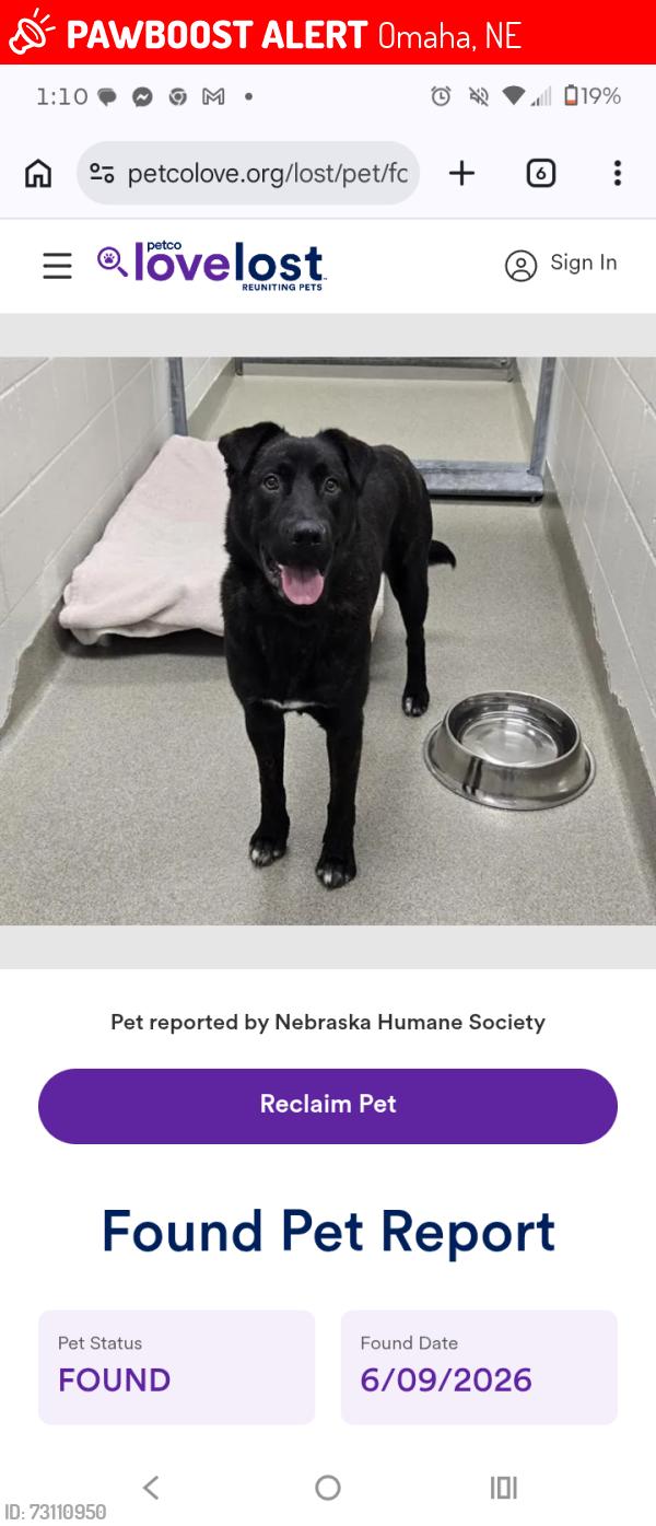 Lost Male Dog last seen 49th & Sorenson st, Omaha, NE 68104