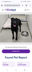 Lost Male Dog last seen 49th & Sorenson st, Omaha, NE 68104
