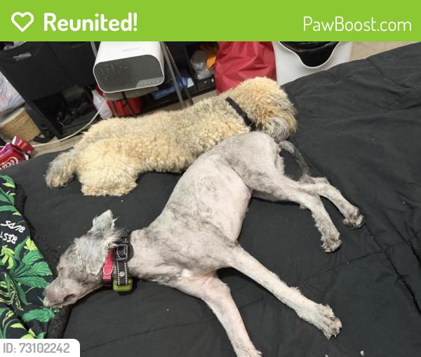 Reunited Female Dog last seen Near Gulf Run Way, Wellington, FL 33467, USA, Wellington, FL 33467