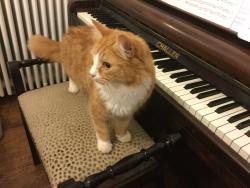 Lost Male Cat last seen Virgins Lane, East Sussex, England TN33