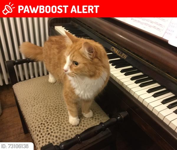 Lost Male Cat last seen Virgins Lane, East Sussex, England TN33