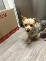 Found/Stray Female Dog last seen We have her and are located off of Hanley and Hillsboro , Tampa, FL 33634