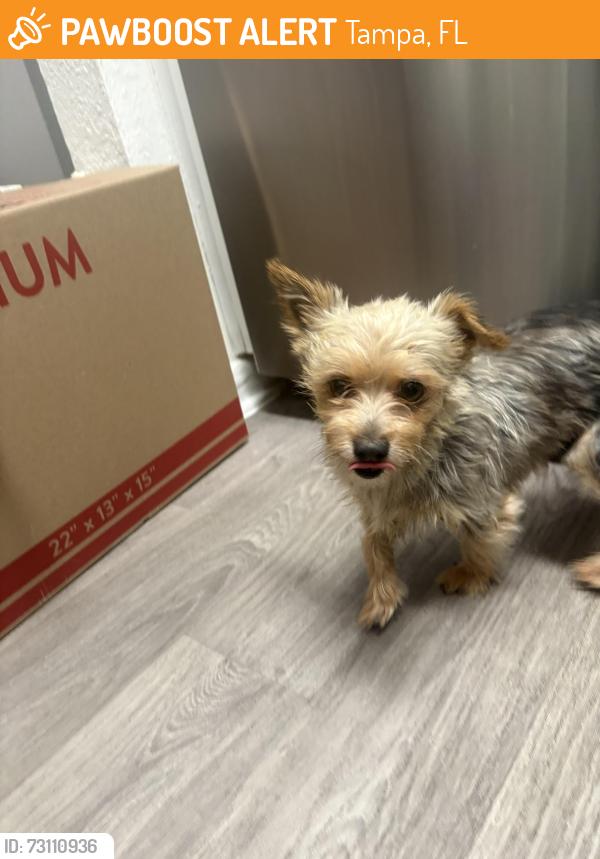 Found/Stray Female Dog last seen We have her and are located off of Hanley and Hillsboro , Tampa, FL 33634