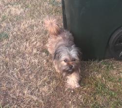 Found/Stray Male Dog last seen 52nd ave west & 68th st west, Tacoma, WA 98467