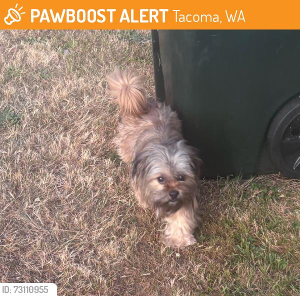 Found/Stray Male Dog last seen 52nd ave west & 68th st west, Tacoma, WA 98467