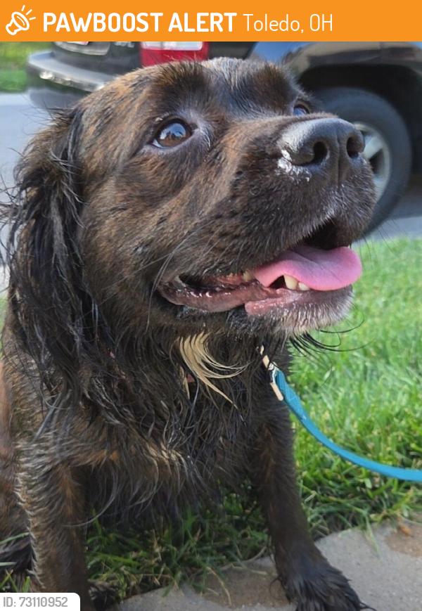 Found/Stray Female Dog last seen Airport Highway and Bernath, Toledo, OH 43615