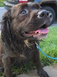 Found/Stray Female Dog last seen Airport Highway and Bernath, Toledo, OH 43615