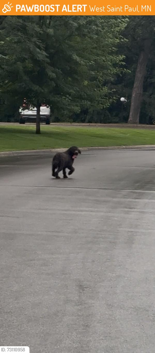 Found/Stray Unknown Dog last seen Westview apmts, West Saint Paul, MN 55118