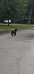 Found/Stray Unknown Dog last seen Westview apmts, West Saint Paul, MN 55118