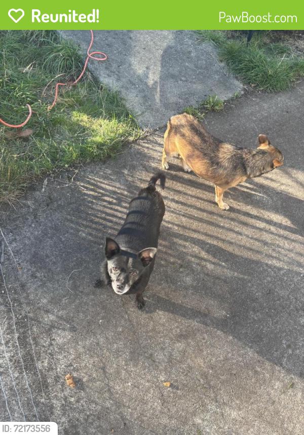 Reunited Male Dog last seen Near 66th St W bldg b, University Place, WA 98467, USA, University Place, WA 98467