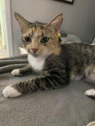 Lost Female Cat last seen Kings Post Rd, Rockledge, FL 32955