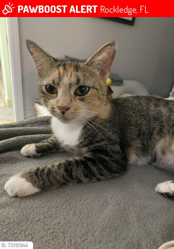 Lost Female Cat last seen Kings Post Rd, Rockledge, FL 32955