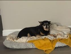 Reunited Male Dog last seen Near SW 58th place Rd ocala FL 34474, Ocala, FL 34474