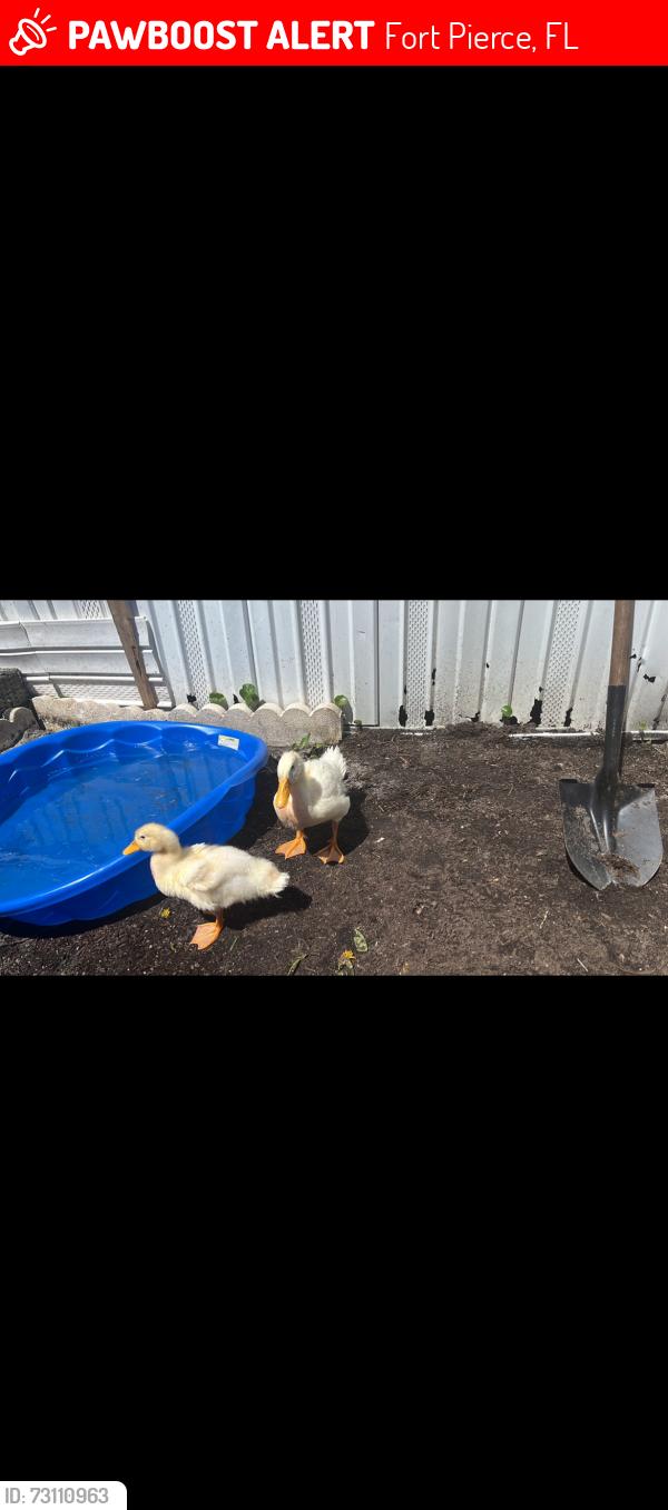 Lost Unknown Bird last seen Manatee trailer park, Fort Pierce, FL 34982