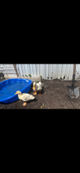 Lost Unknown Bird last seen Manatee trailer park, Fort Pierce, FL 34982