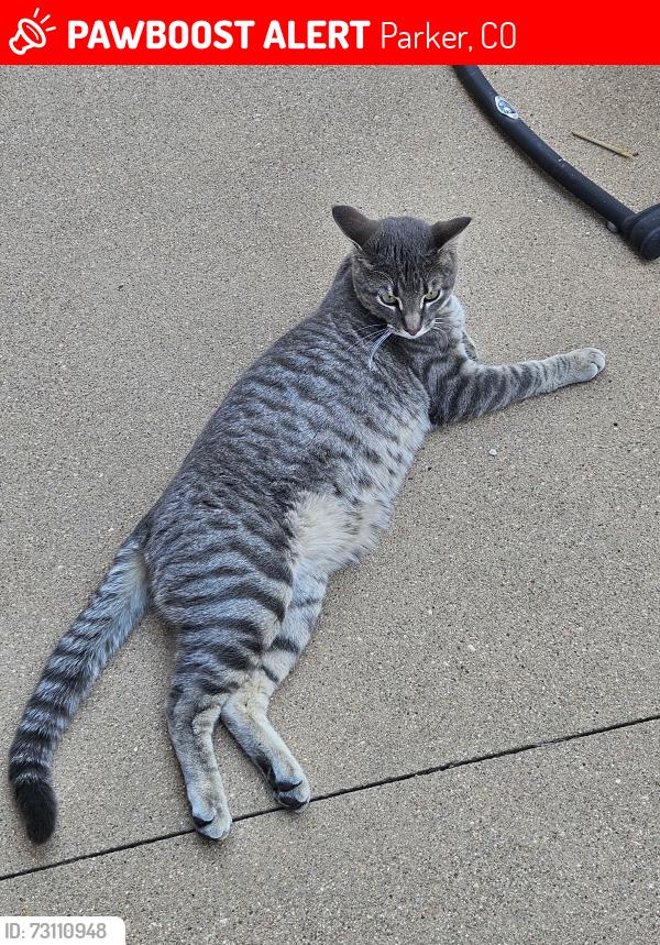 Lost Male Cat last seen Fica coffee hse near Legend HS, Parker, CO 80138