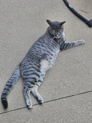 Lost Male Cat last seen Fica coffee hse near Legend HS, Parker, CO 80138