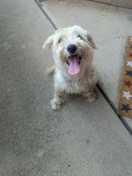 Reunited Female Dog last seen Kemp, Arlington, TX 76018