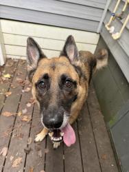 Reunited Female Dog last seen Martinique and Fairway, Ocean Pines, MD 21811