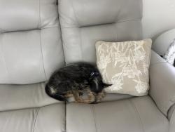 Reunited Male Dog last seen Near St , 136 St Country walk area, Country Walk, FL 33196