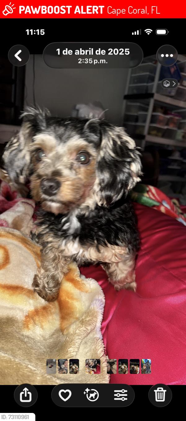 Lost Male Dog last seen Santa Bárbara, Cape Coral, FL 33991