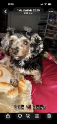 Lost Male Dog last seen Santa Bárbara, Cape Coral, FL 33991