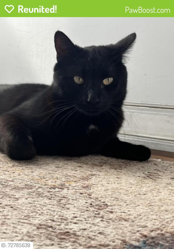 Reunited Male Cat last seen Between federal and Pecos on 92nd Ave., Federal Heights, CO 80260