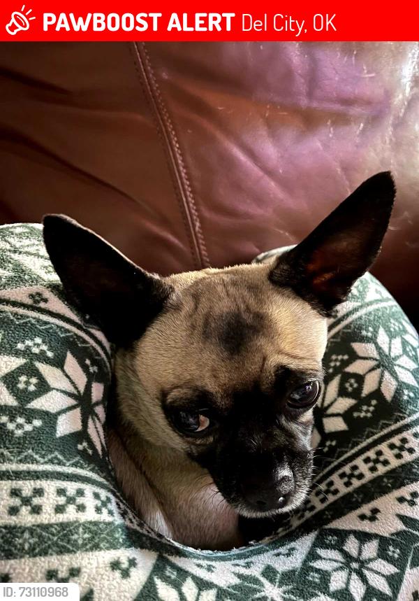 Lost Male Dog last seen Sunnylane, Del City, OK 73115