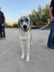 Reunited Female Dog last seen S Cattle Tank Rd and E Davis Ranch Rd, Pinal County, AZ 85658