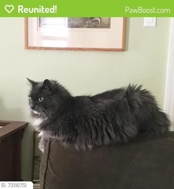 Reunited Male Cat last seen vanderveer place, long branch, Long Branch, NJ 07740