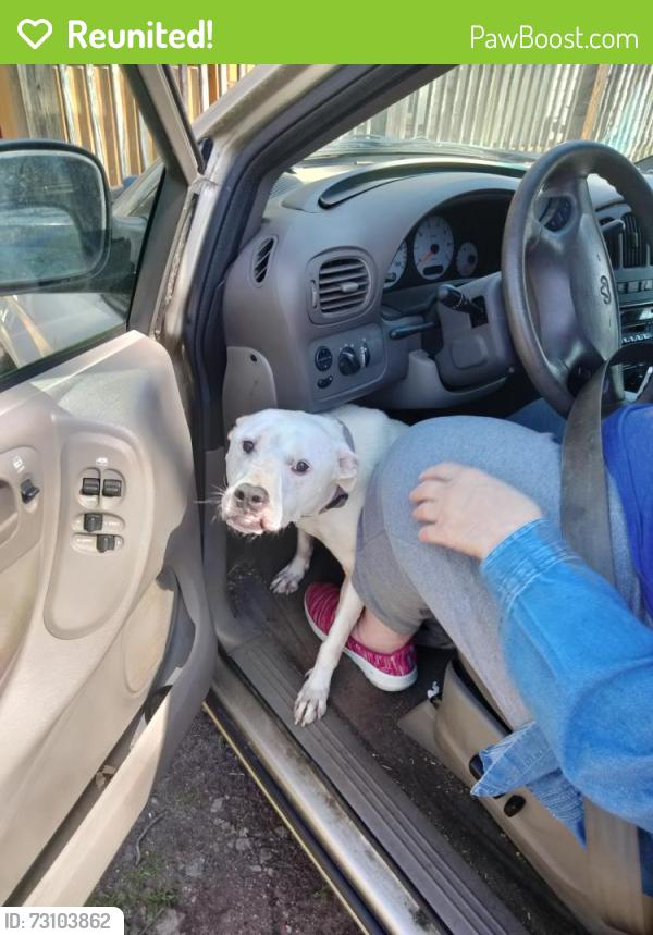 Reunited Female Dog last seen Swann Rd, Statesville NC, Statesville, NC 28625