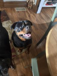 Found/Stray Female Dog last seen Near Oakland Avenue, Ironton, OH 45638