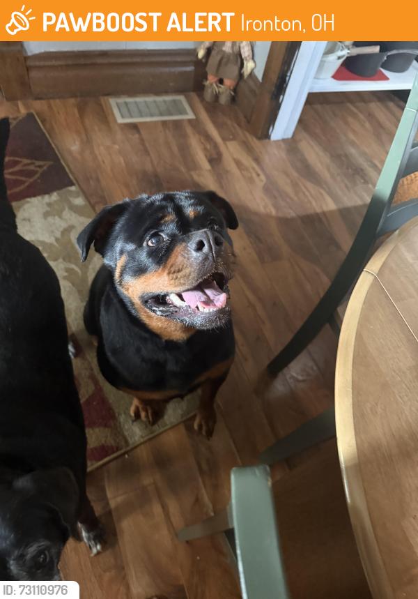 Found/Stray Female Dog last seen Near Oakland Avenue, Ironton, OH 45638