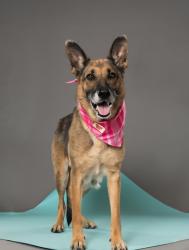 Reunited Female Dog last seen Kimball bridge/old milton/ Ocee Elm, Alpharetta, GA 30022