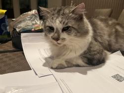 Reunited Male Cat last seen Oakleigh road carnegie, Carnegie, VIC 3163
