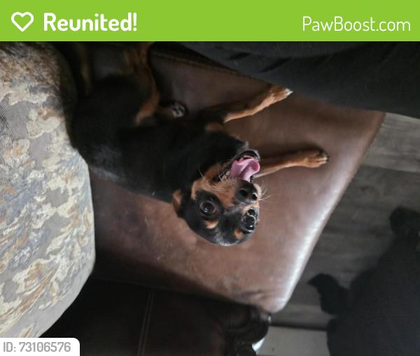 Reunited Female Dog last seen Between  Tabor Rd and Olney ave, Philadelphia, PA 19120