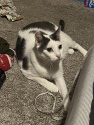 Reunited Male Cat last seen Near building 4 in Morgan's Landing apmts, La Porte, TX 77571