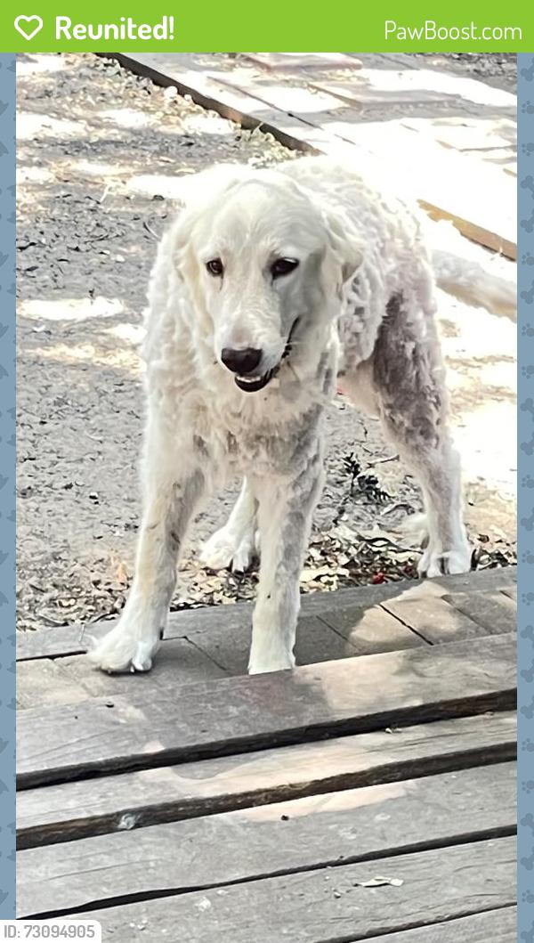 Reunited Female Dog last seen S nursery and e shady grove rd, Irving, TX 75060