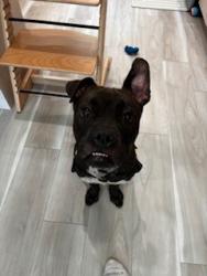 Shelter Stray Male Dog last seen Near BLOCK SW 147TH PL, 3599 NW 79th Ave, Doral, FL 33122, USA
