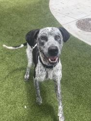 Shelter Stray Male Dog last seen Near BLOCK NW 25TH AVE, 3599 NW 79th Ave, Doral, FL 33122, USA